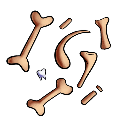 骨頭（Bones）